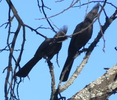 Corythaixoides concolor bechuanae