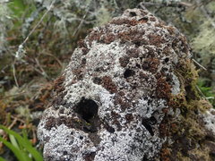Lecanora galactiniza