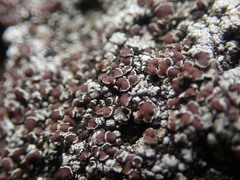 Lecanora galactiniza
