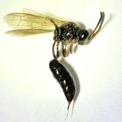 Psen erythropoda