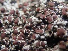 Lecanora galactiniza