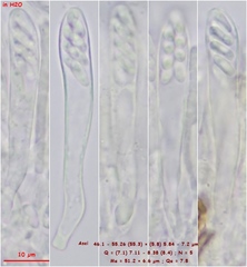 Mollisia sublividula