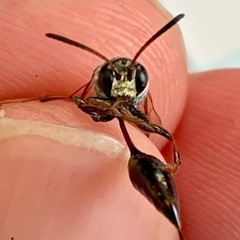 Psen erythropoda