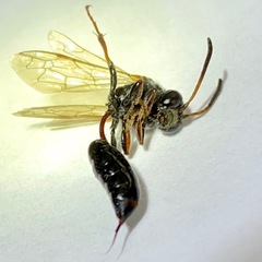 Psen erythropoda