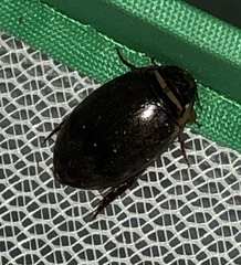 Thermonectus nigrofasciatus