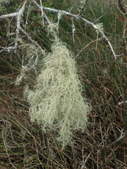Usnea nidifica