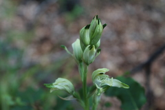 Chloraea multiflora