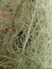 Usnea nidifica