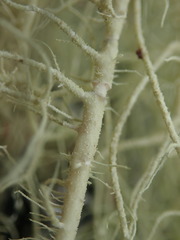 Usnea nidifica