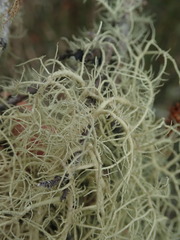 Usnea nidifica