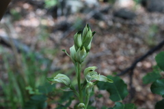 Chloraea multiflora