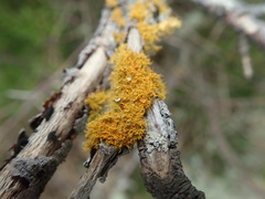 Teloschistes sieberianus
