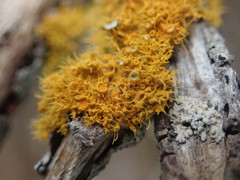 Teloschistes sieberianus