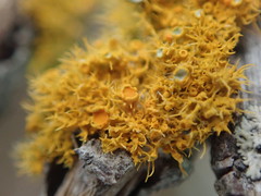 Teloschistes sieberianus