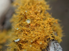 Teloschistes sieberianus