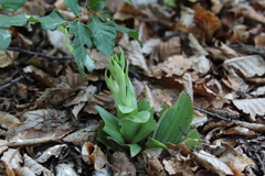 Chloraea multiflora