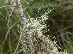 Usnea dasaea