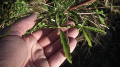 Sesamum triphyllum triphyllum