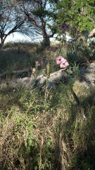 Sesamum triphyllum triphyllum