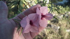 Sesamum triphyllum triphyllum