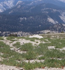 Astragalus bolanderi