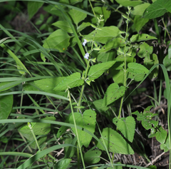 Salvia podadena