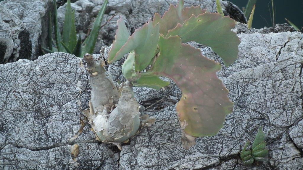 Otjikoto 湖近くの開けた石灰岩地に立つ姿、ナミビア北部 Tsumeb で撮影。