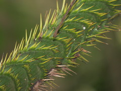 Calamus moti
