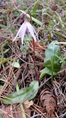 Erythronium hendersonii