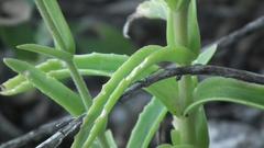 Kalanchoe lanceolata