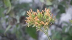 Kalanchoe lanceolata