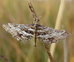 Diasemiopsis ramburialis