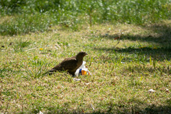 Daptrius chimango chimango