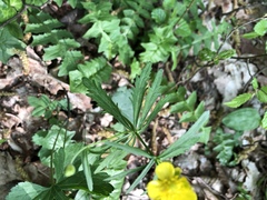 Ranunculoideae