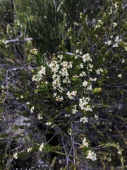 Micrantheum hexandrum