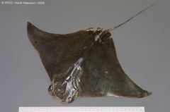 Lusitanian Cownose Ray photo 4