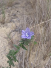 Evolvulus glomeratus glomeratus