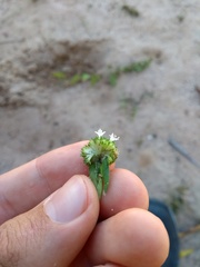 Diacrodon compressus