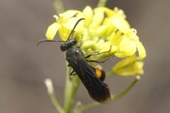 Stizoides renicinctus