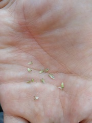 Diacrodon compressus