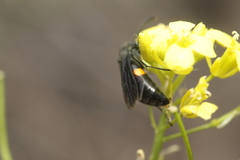 Stizoides renicinctus