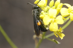 Stizoides renicinctus