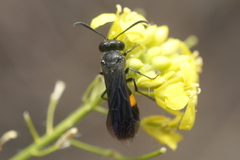 Stizoides renicinctus