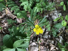 Ranunculoideae