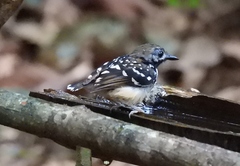Hylophylax punctulatus