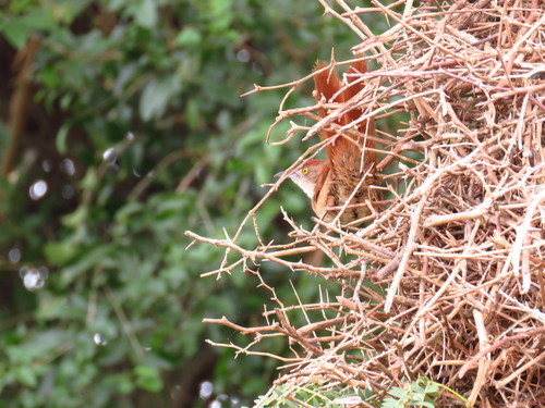Greater Thornbird (Phacellodomus ruber)