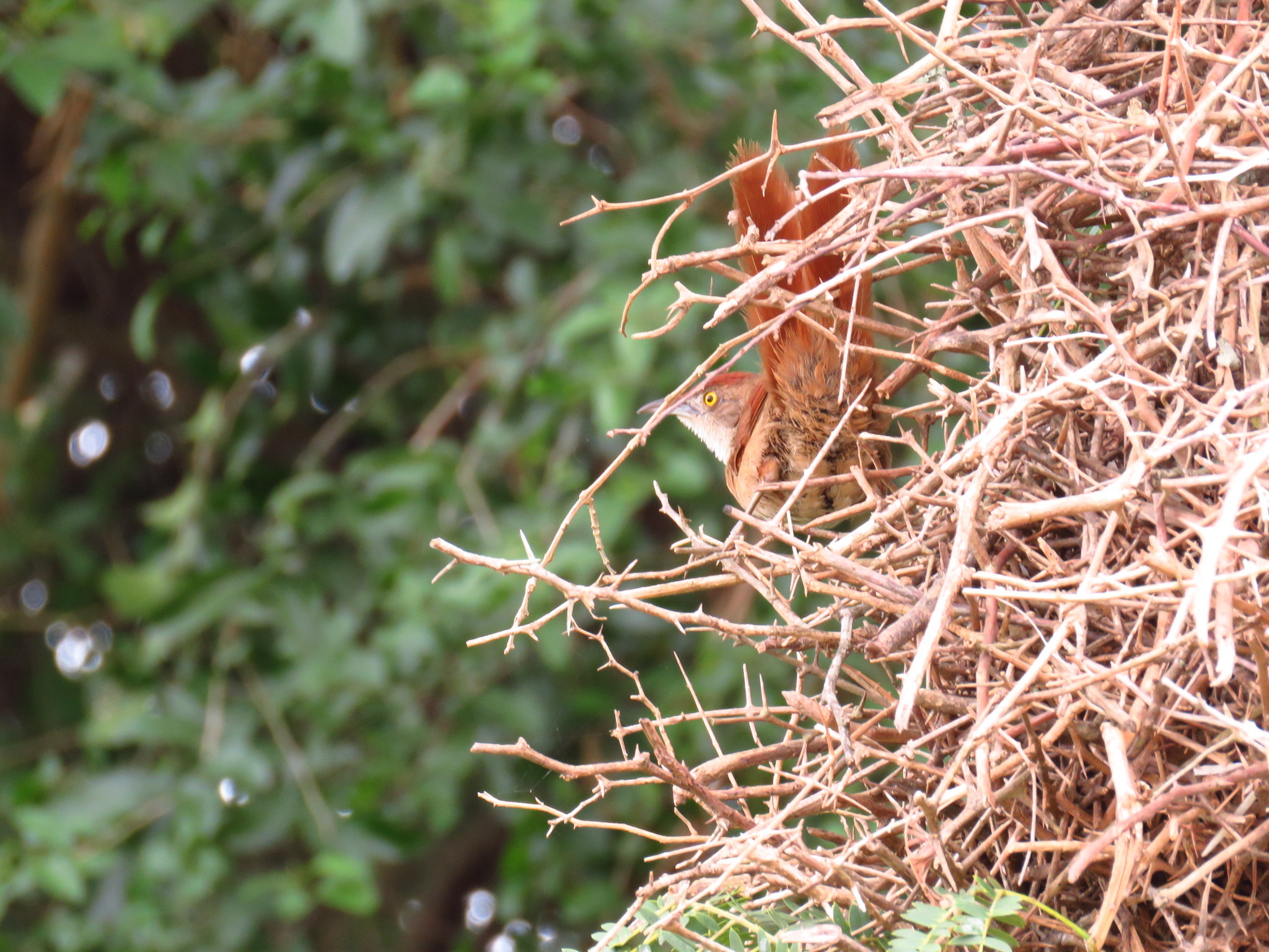 Greater Thornbird (Phacellodomus ruber)