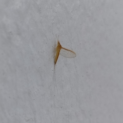 Ephemeroptera