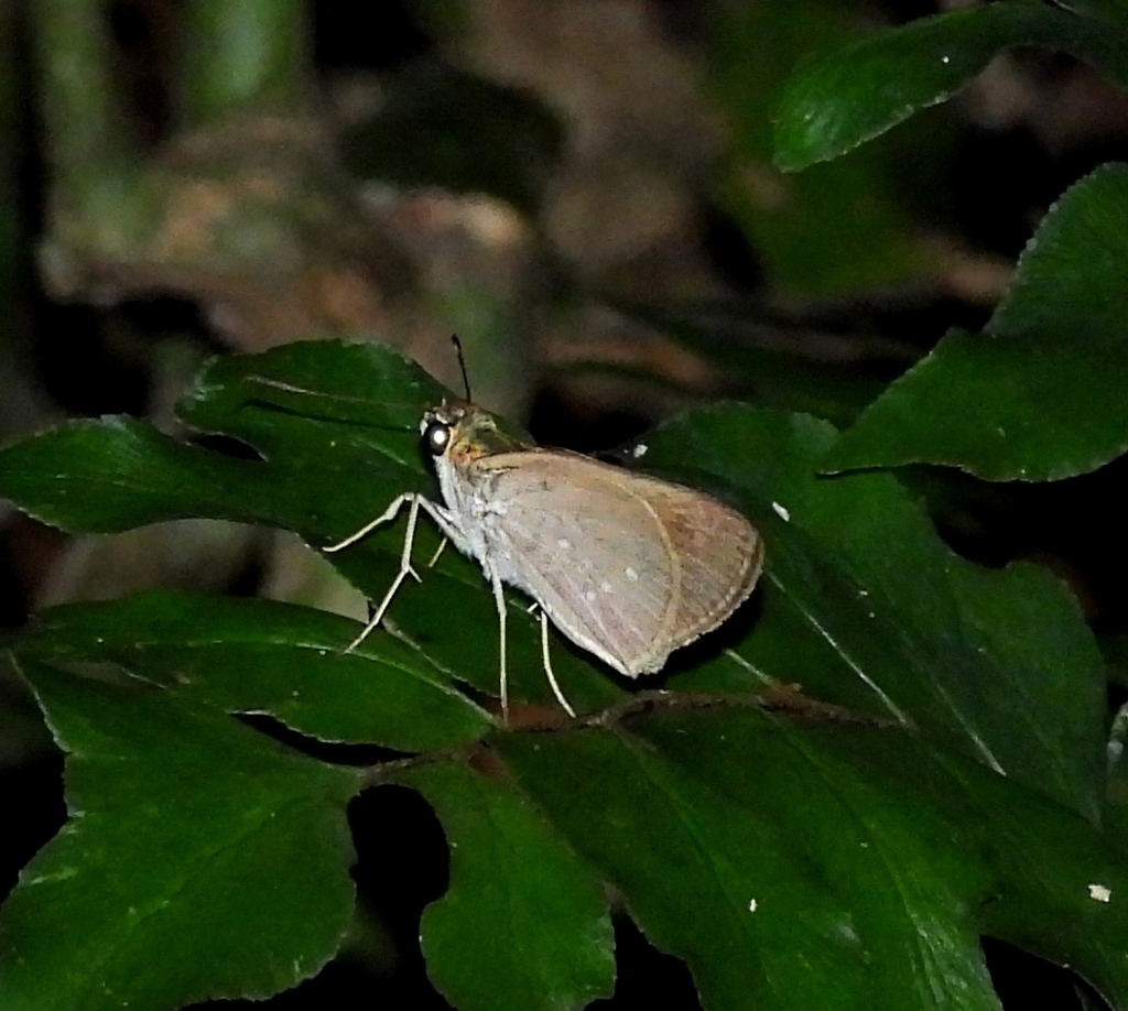 Thoon modius
