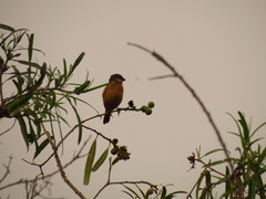 Sporophila hypoxantha